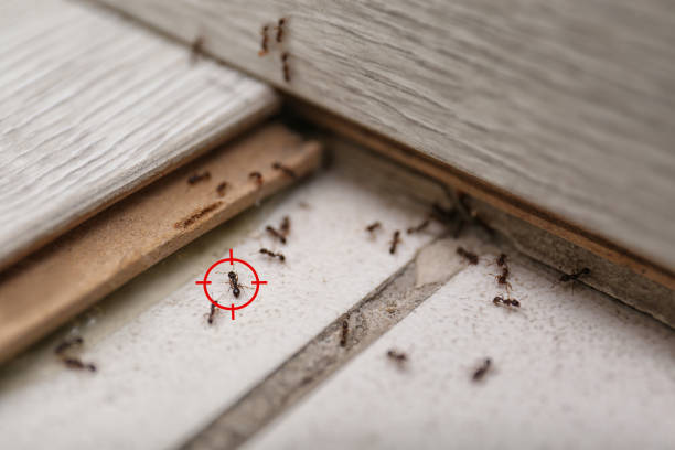 Best Bed Bug Extermination  in Church Hill, MD